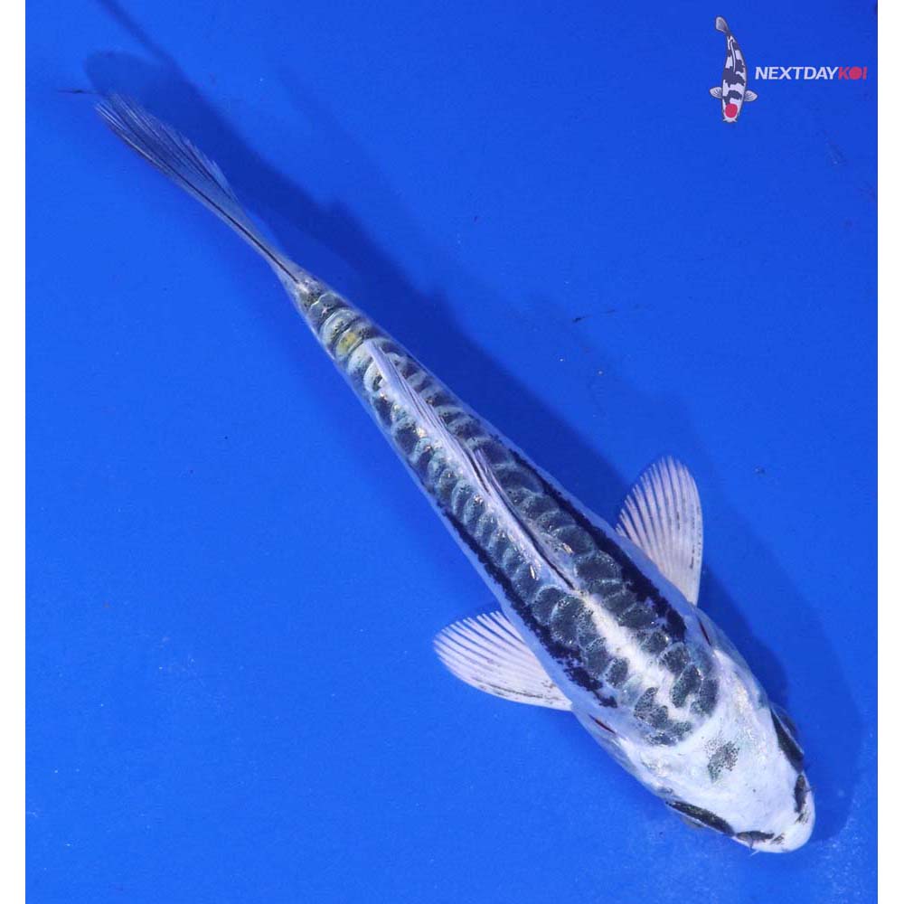 3.5” Imported Kikokuryu