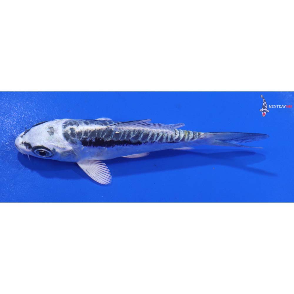 3.5” Imported Kikokuryu