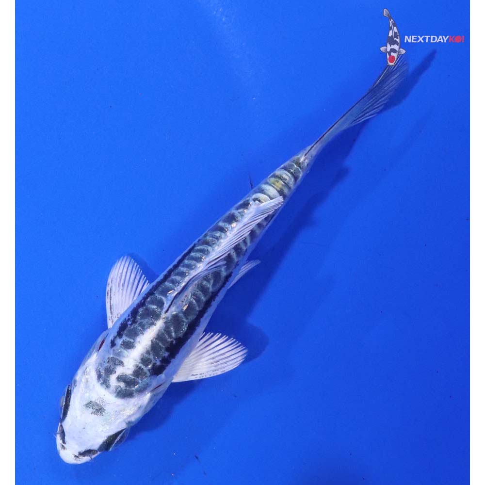 3.5” Imported Kikokuryu