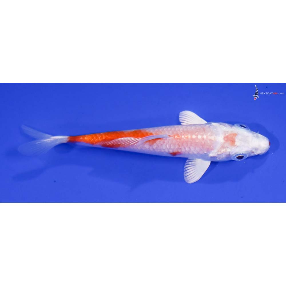 3.5” Imported Hariwake