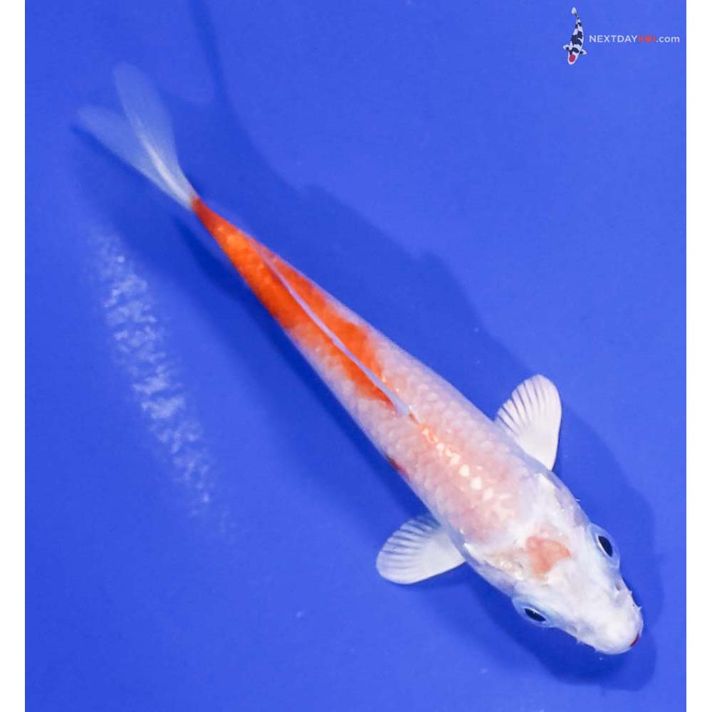3.5” Imported Hariwake