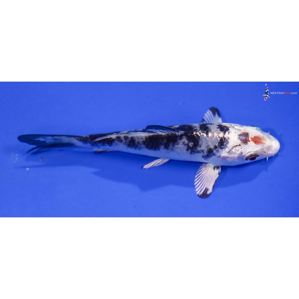 3.5” Imported Yamato Nishiki
