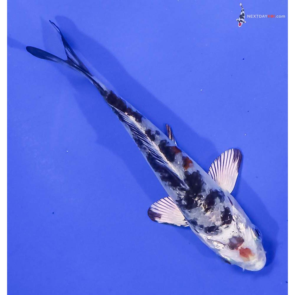 3.5” Imported Yamato Nishiki