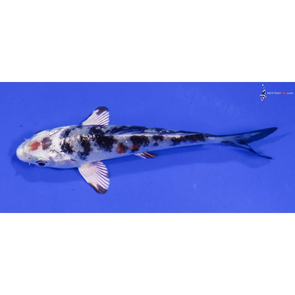 3.5” Imported Yamato Nishiki