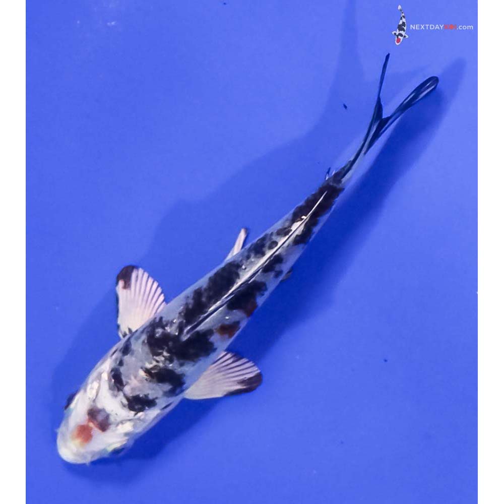 3.5” Imported Yamato Nishiki