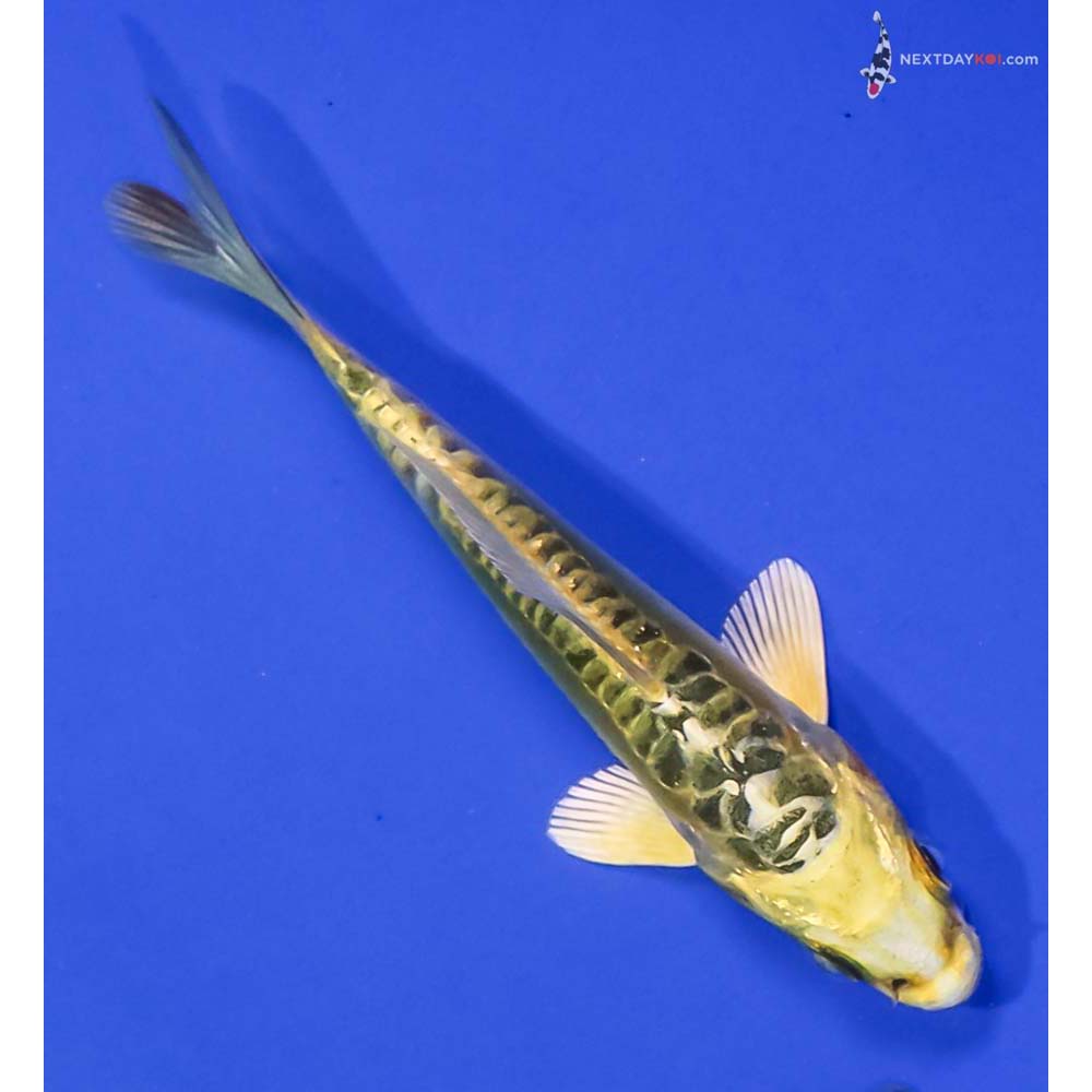 3.5” Imported Doitsu Ki Matsuba