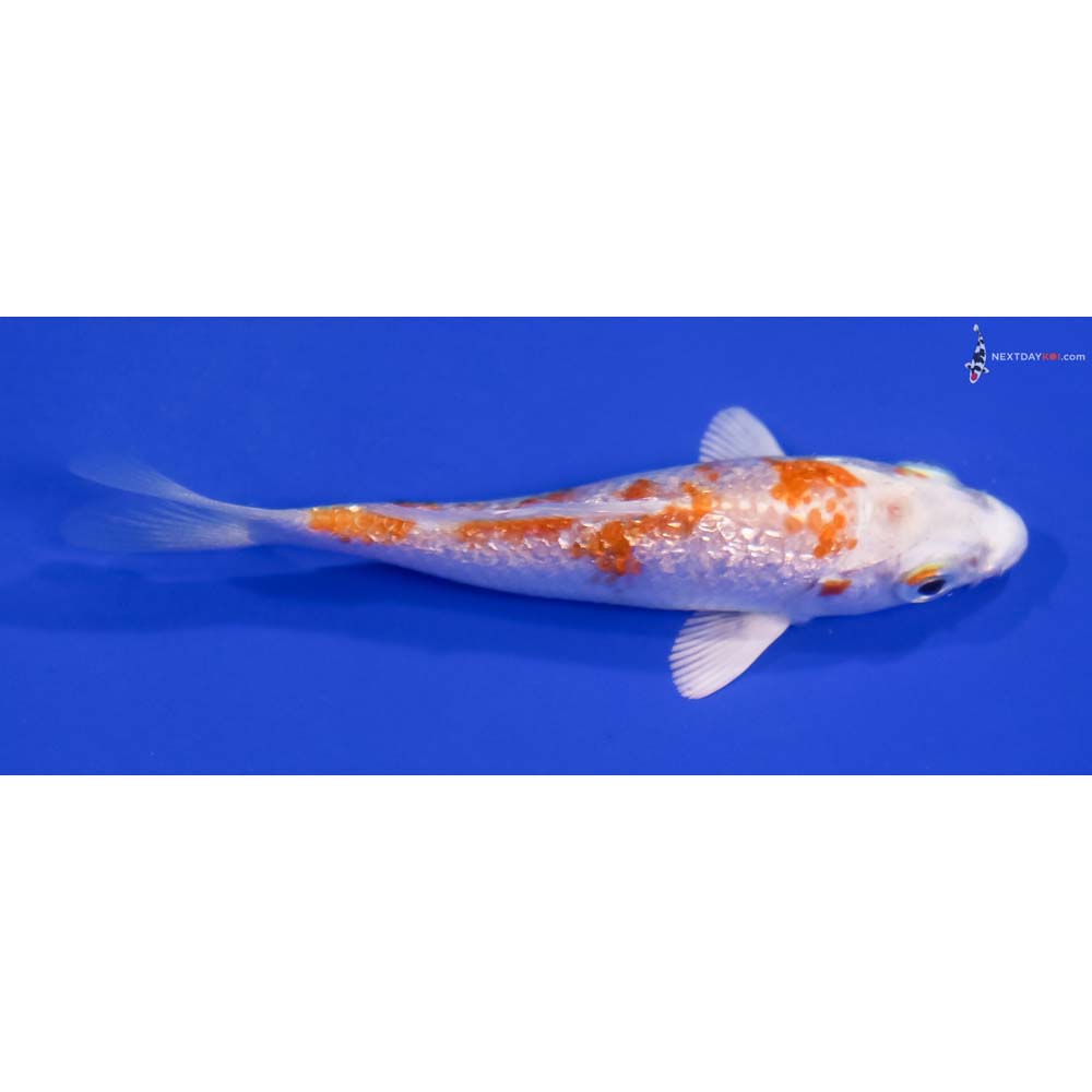3.5” Imported Gin Rin Hariwake