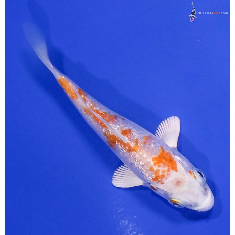 3.5” Imported Gin Rin Hariwake