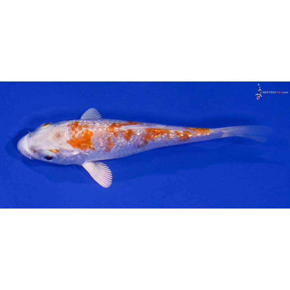 3.5” Imported Gin Rin Hariwake