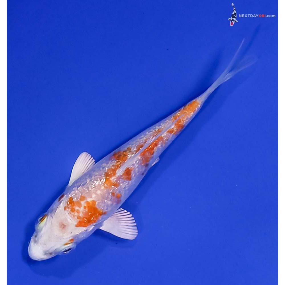 3.5” Imported Gin Rin Hariwake
