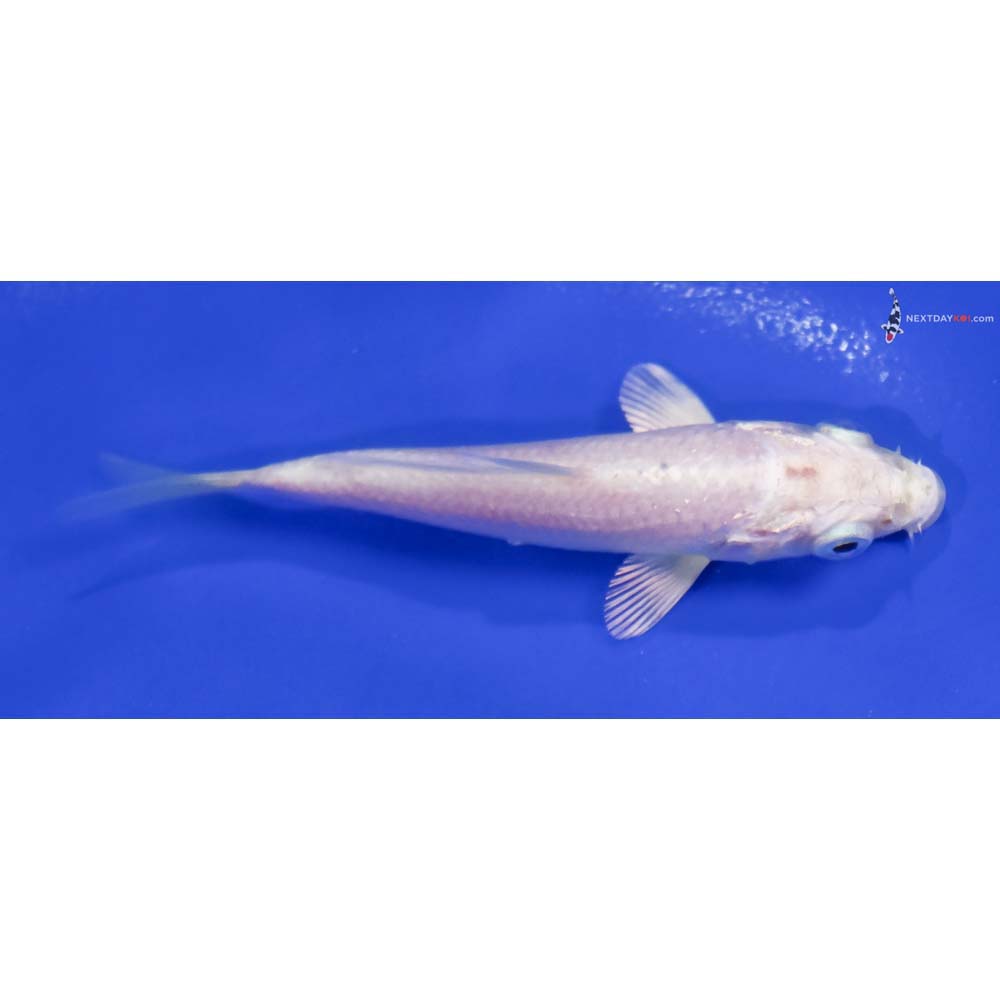 3.5” Imported Platinum Ogon