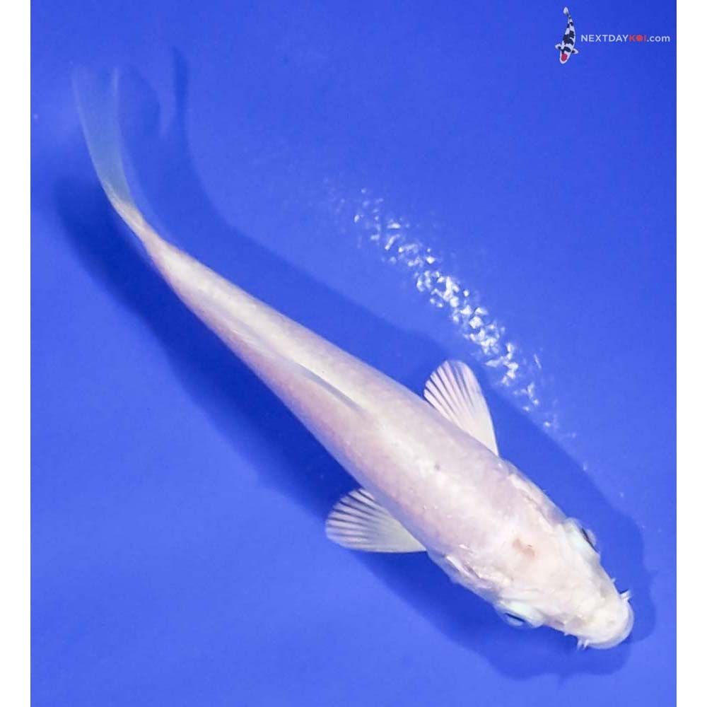 3.5” Imported Platinum Ogon