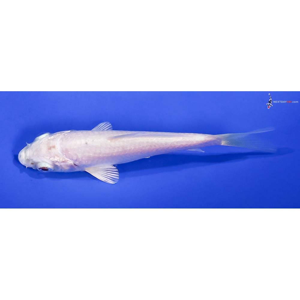 3.5” Imported Platinum Ogon