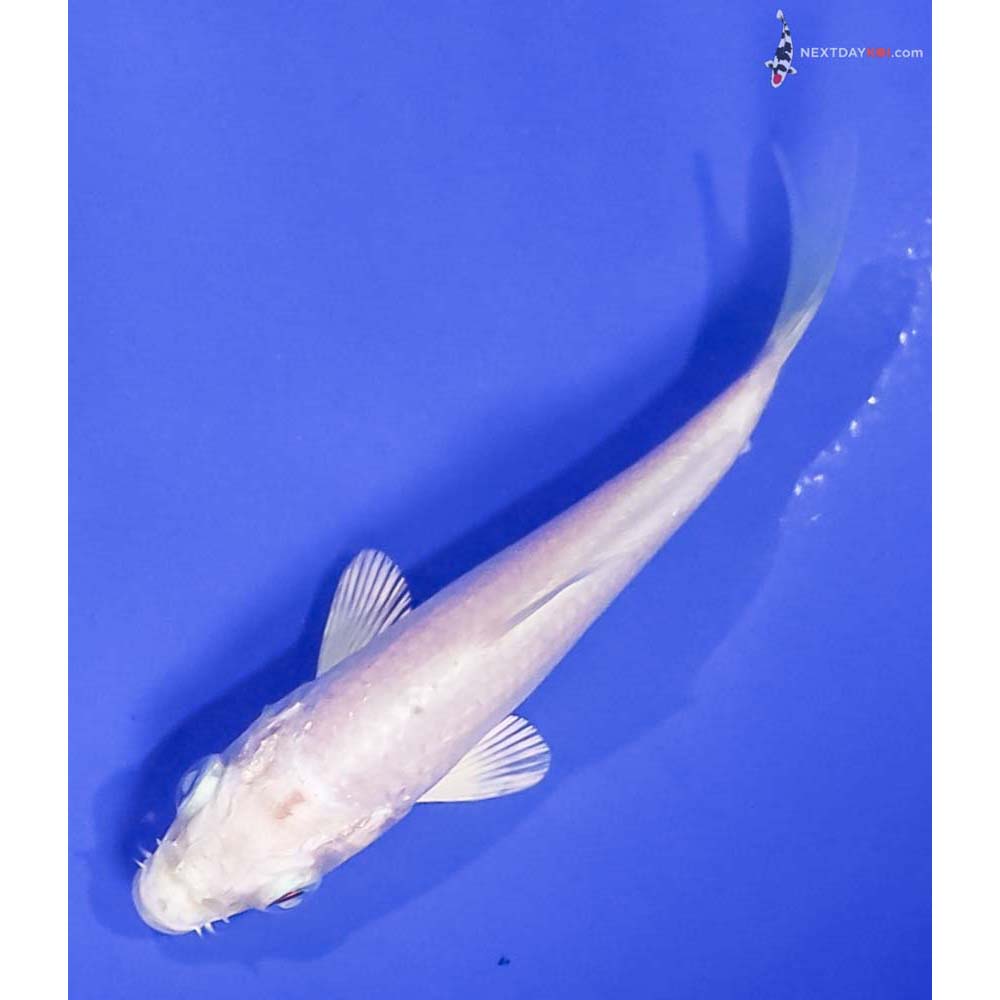 3.5” Imported Platinum Ogon