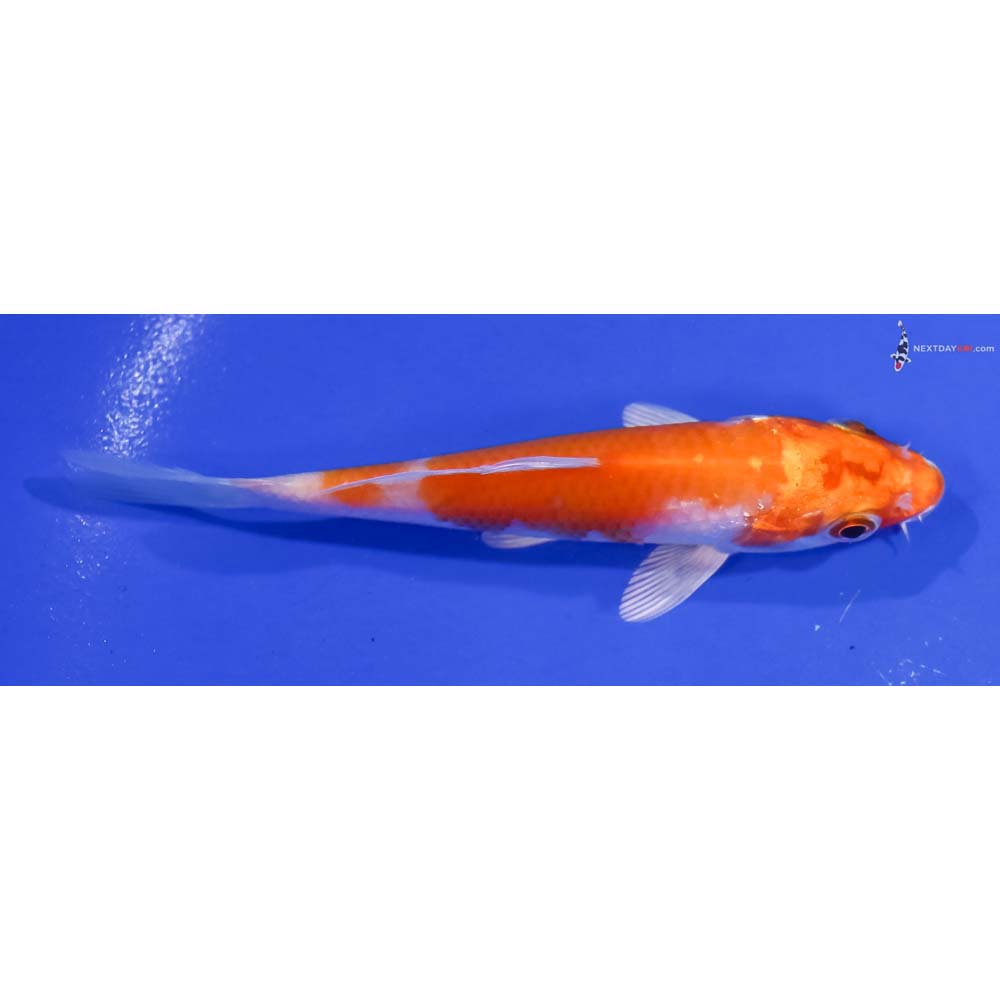 4” Imported Hariwake