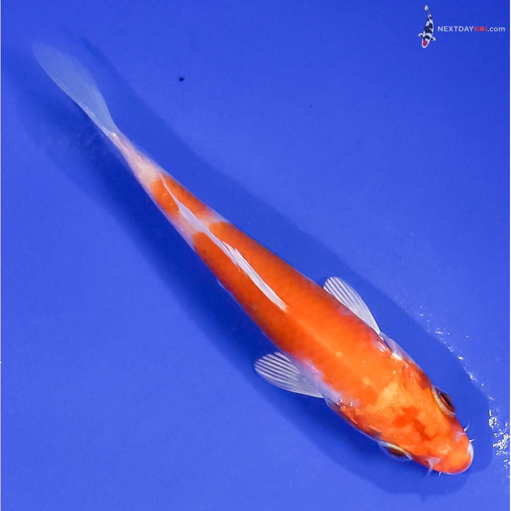 4” Imported Hariwake