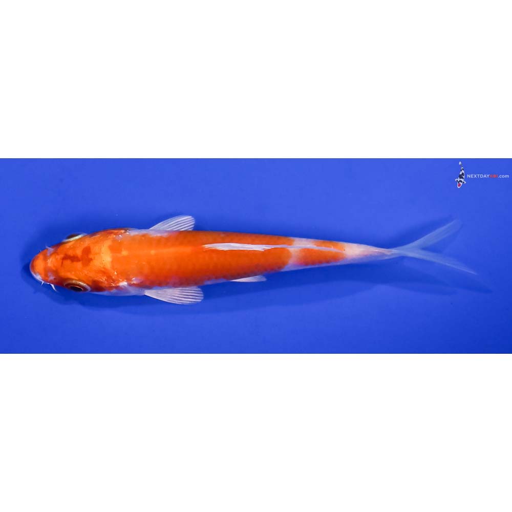 4” Imported Hariwake