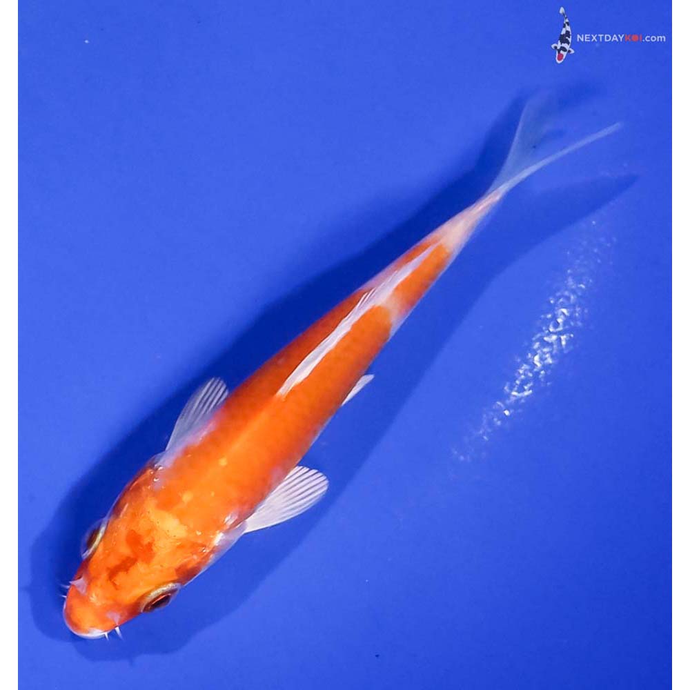 4” Imported Hariwake