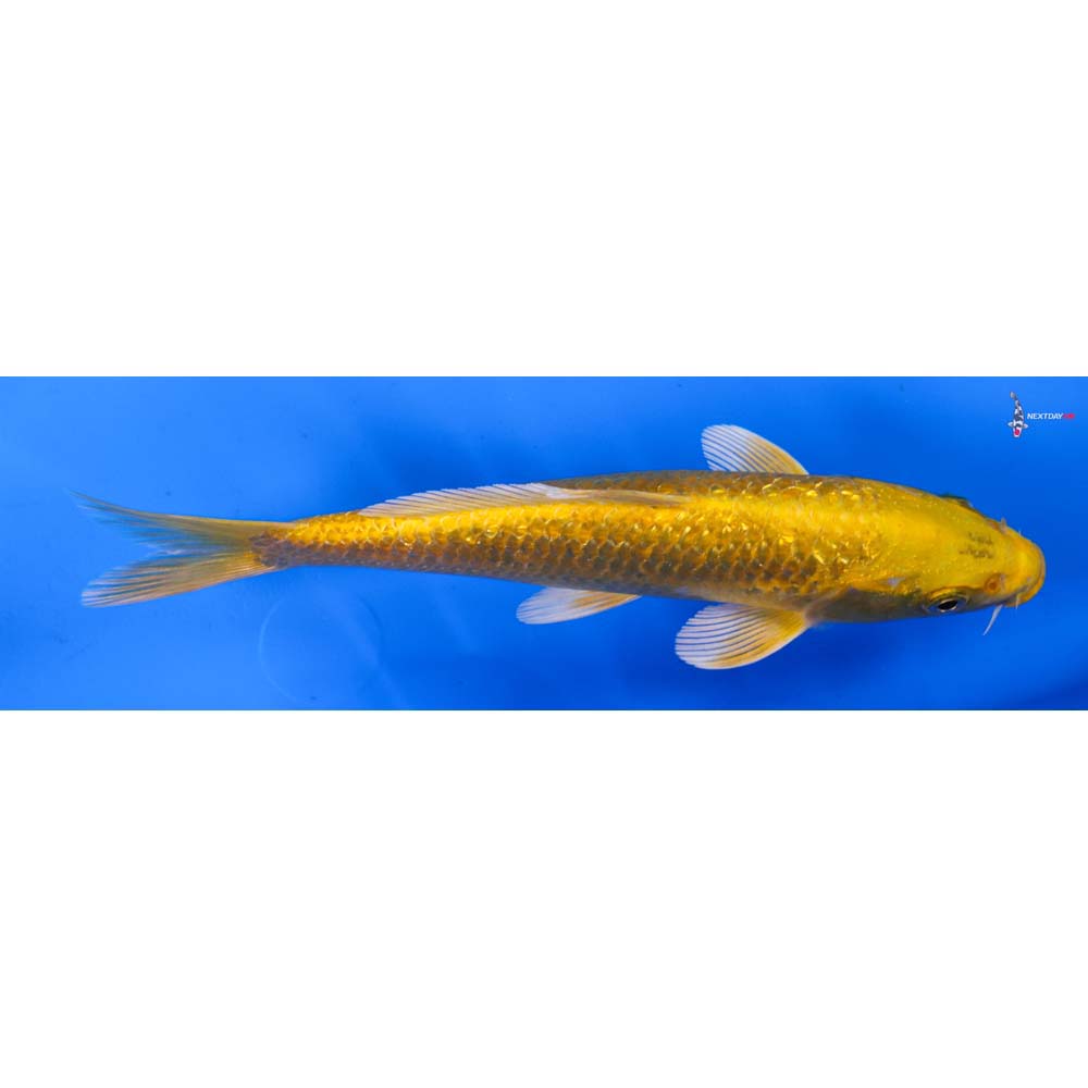 7” Imported Gin Rin Yamabuki Ogon