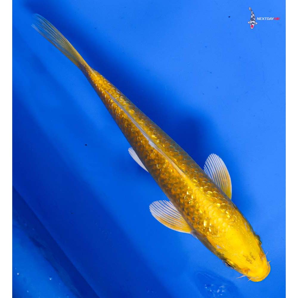 7” Imported Gin Rin Yamabuki Ogon