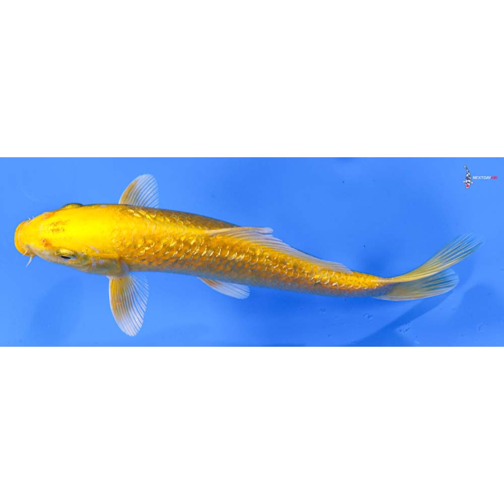 7” Imported Gin Rin Yamabuki Ogon
