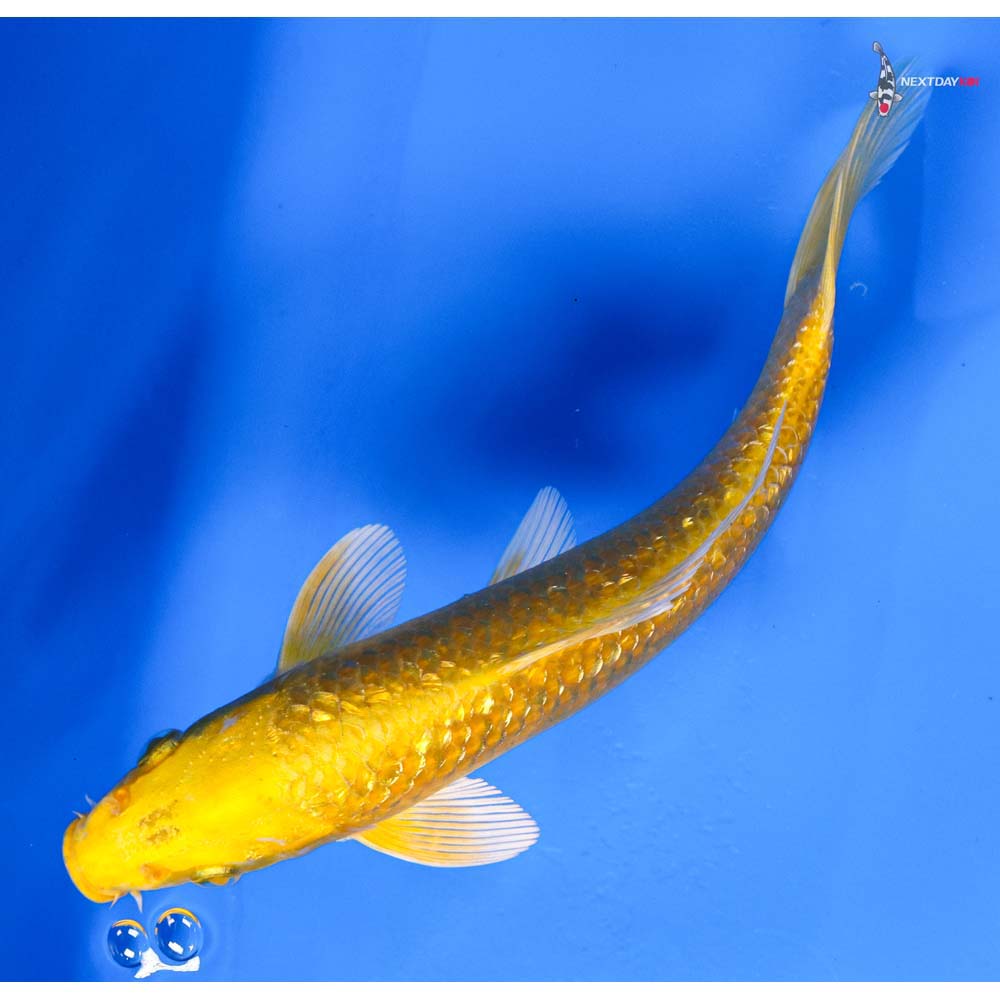7” Imported Gin Rin Yamabuki Ogon