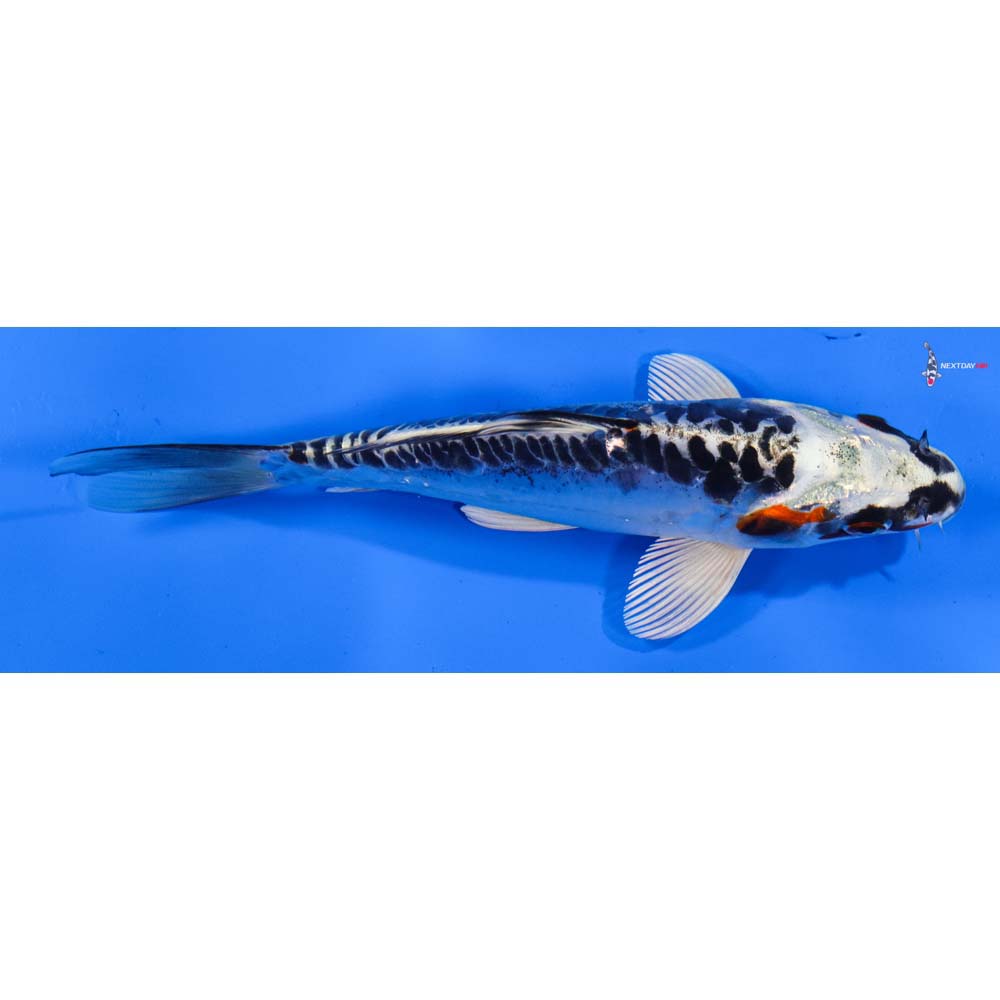 6.5” Imported Doitsu Kujaku