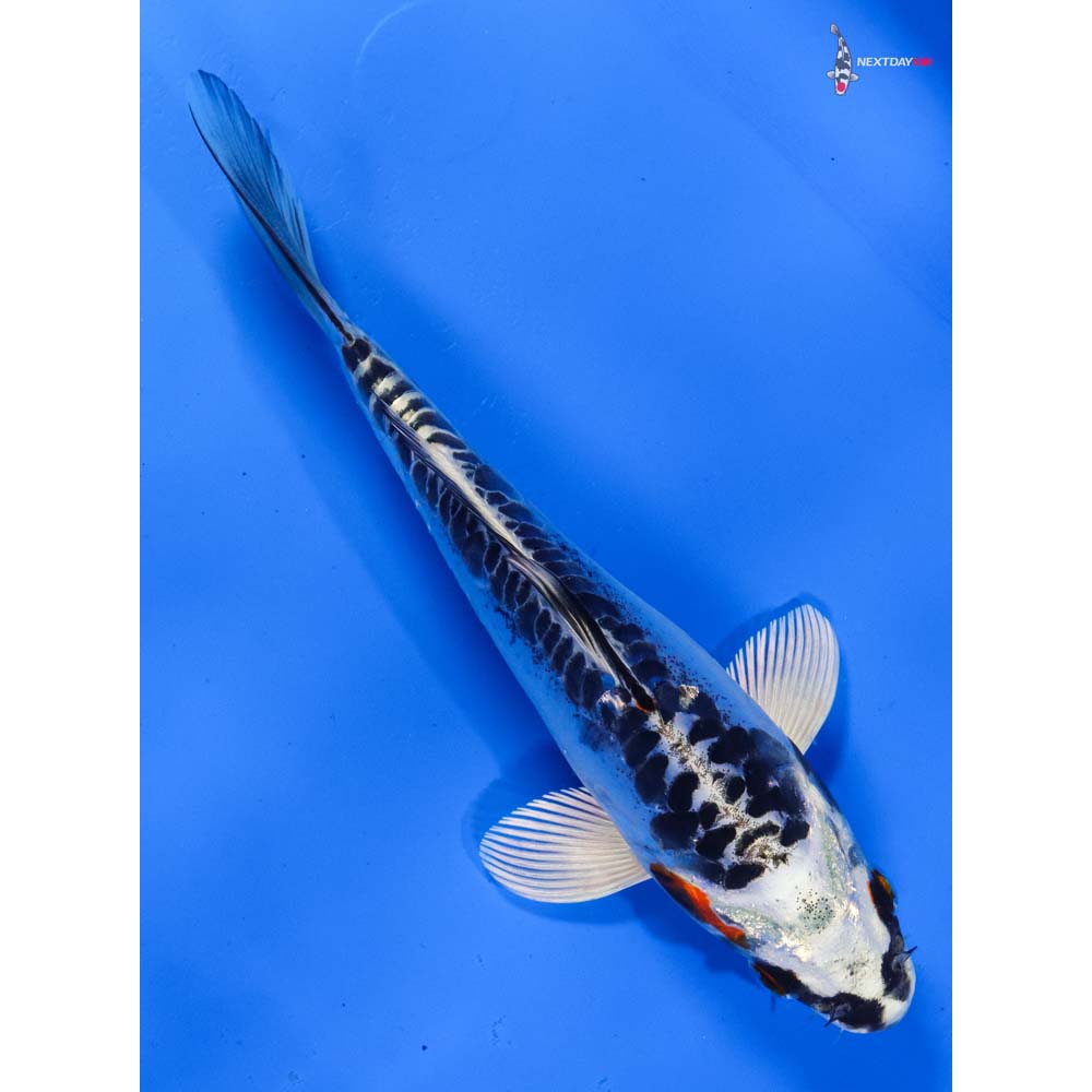 6.5” Imported Doitsu Kujaku