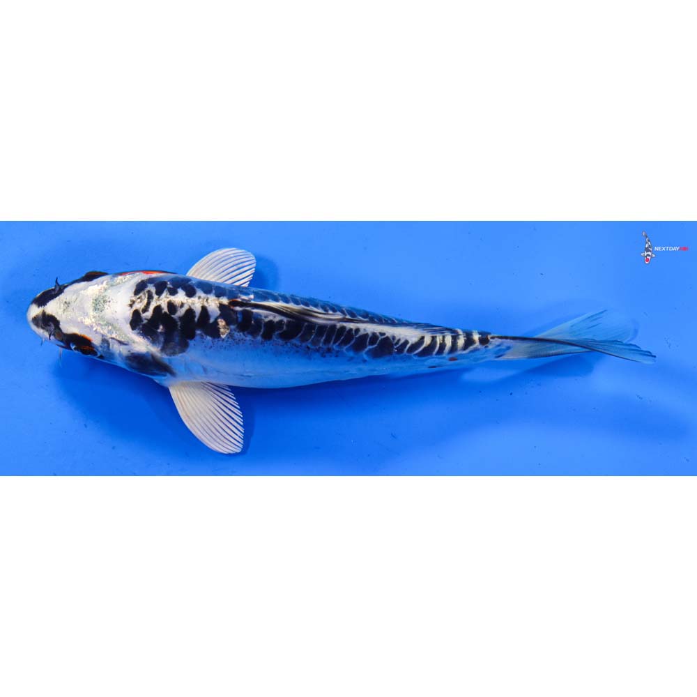 6.5” Imported Doitsu Kujaku