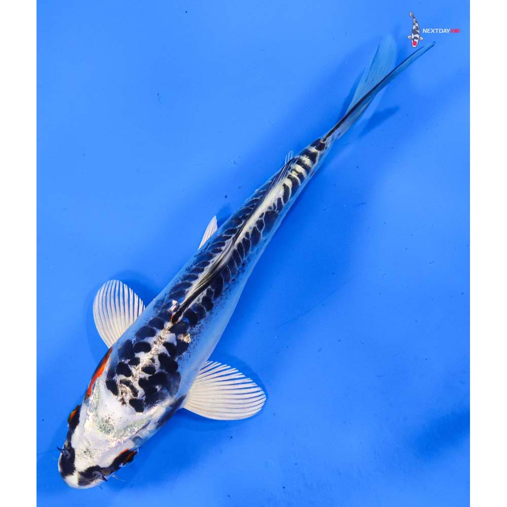 6.5” Imported Doitsu Kujaku
