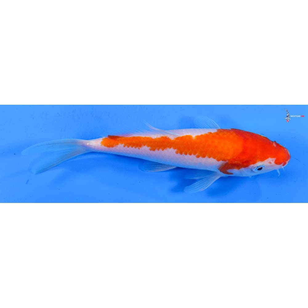 6.5” Imported Kohaku