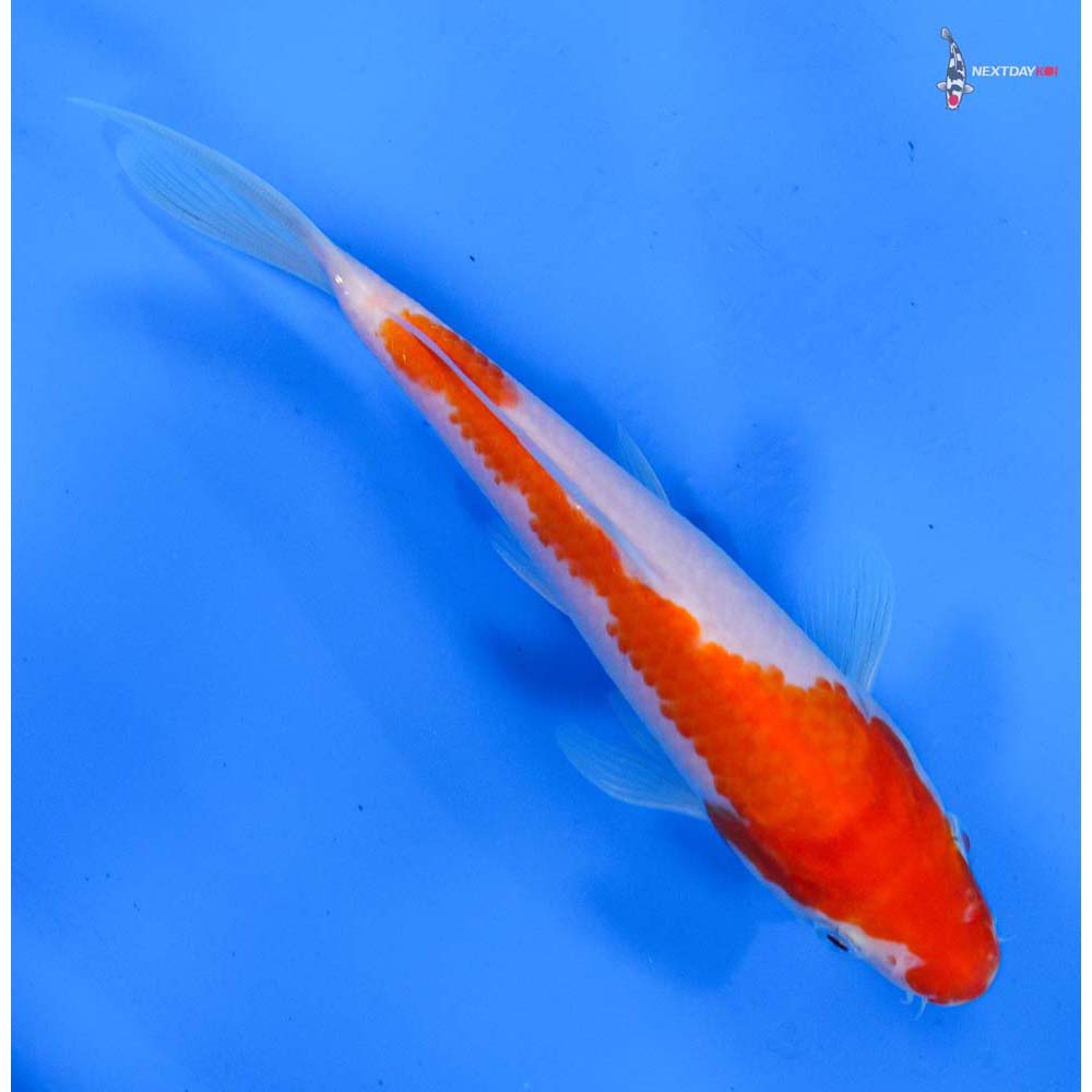 6.5” Imported Kohaku