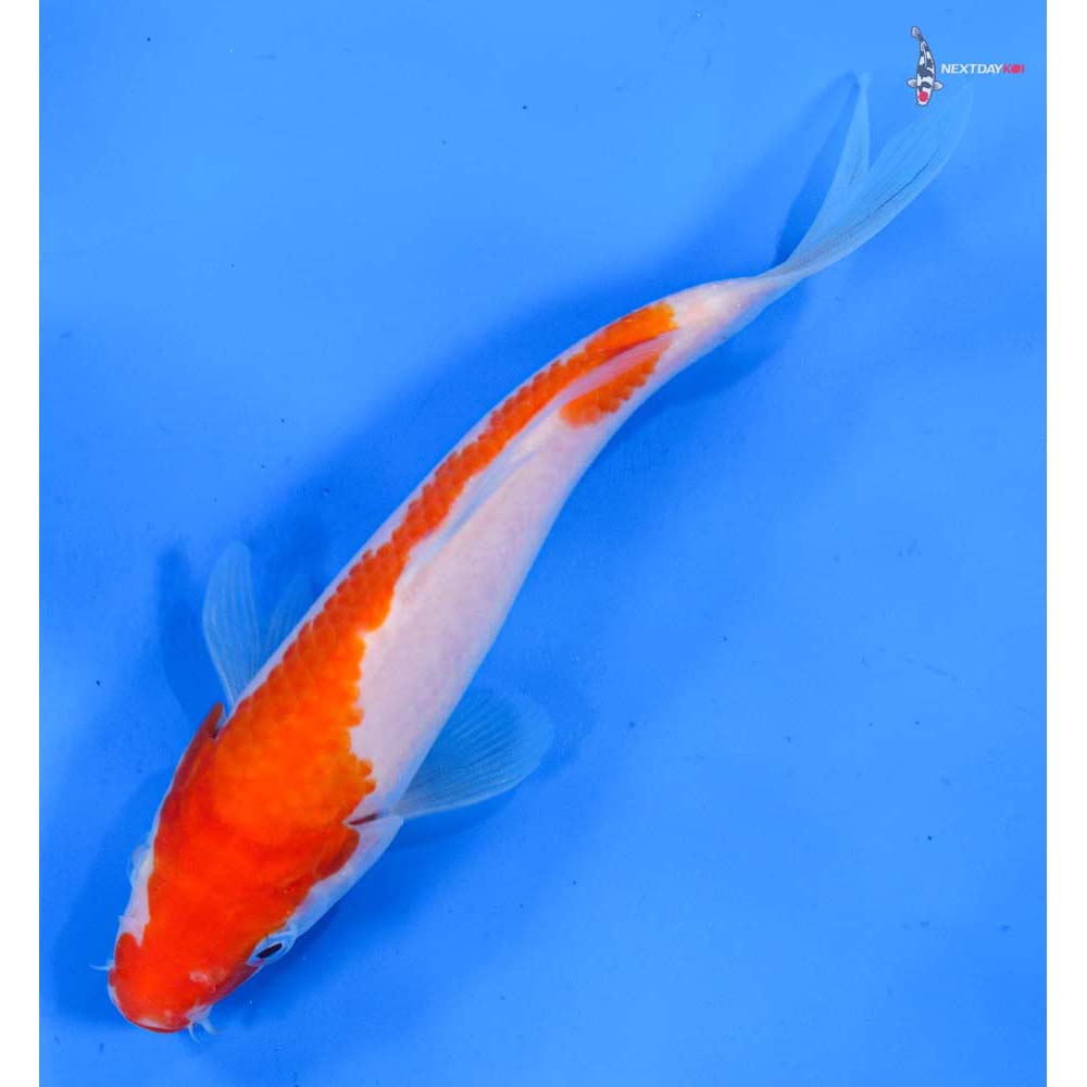 6.5” Imported Kohaku