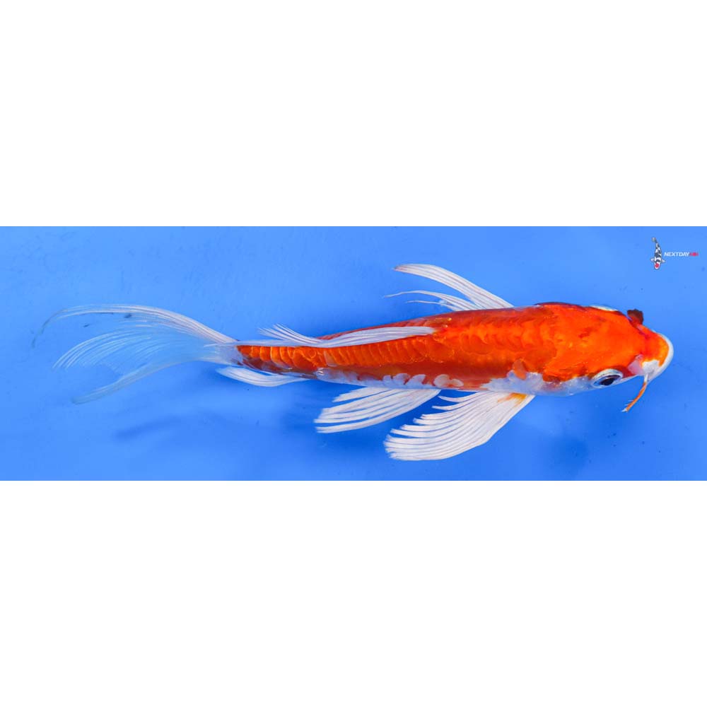 6.5” Imported Kikusui Butterfly Koi