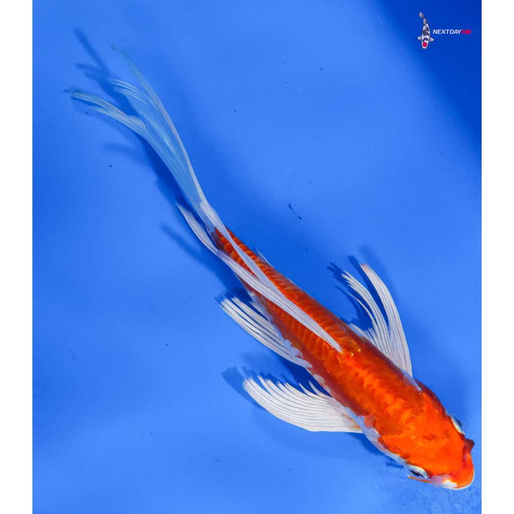 6.5” Imported Kikusui Butterfly Koi