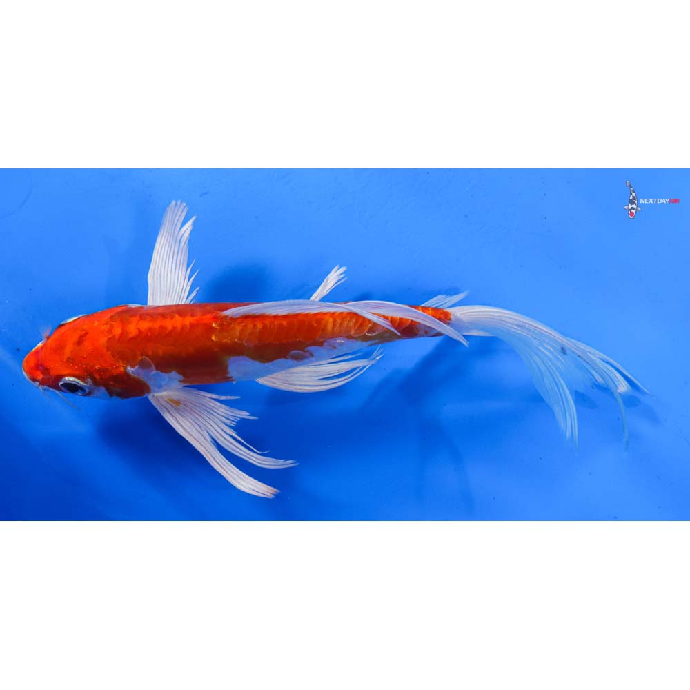 6.5” Imported Kikusui Butterfly Koi