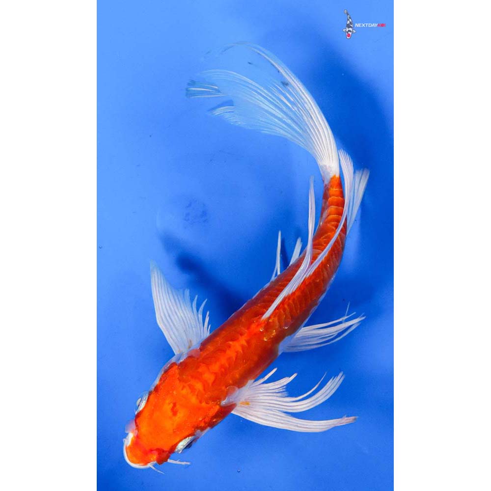 6.5” Imported Kikusui Butterfly Koi