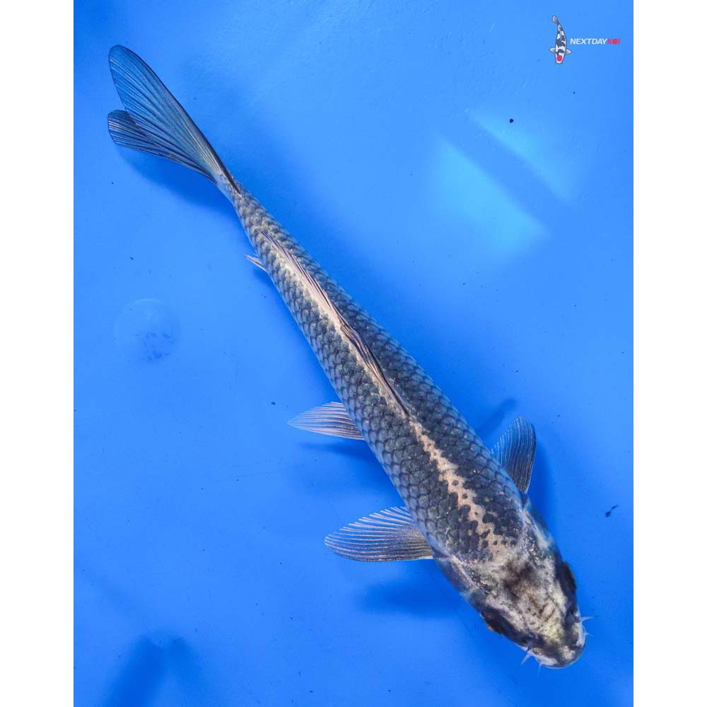 8” Imported Gin Matsuba