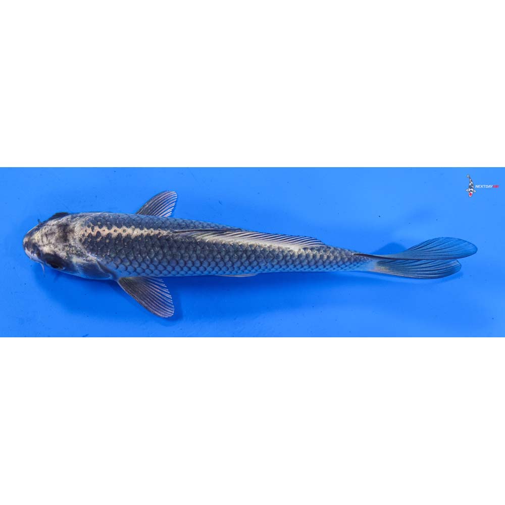 8” Imported Gin Matsuba