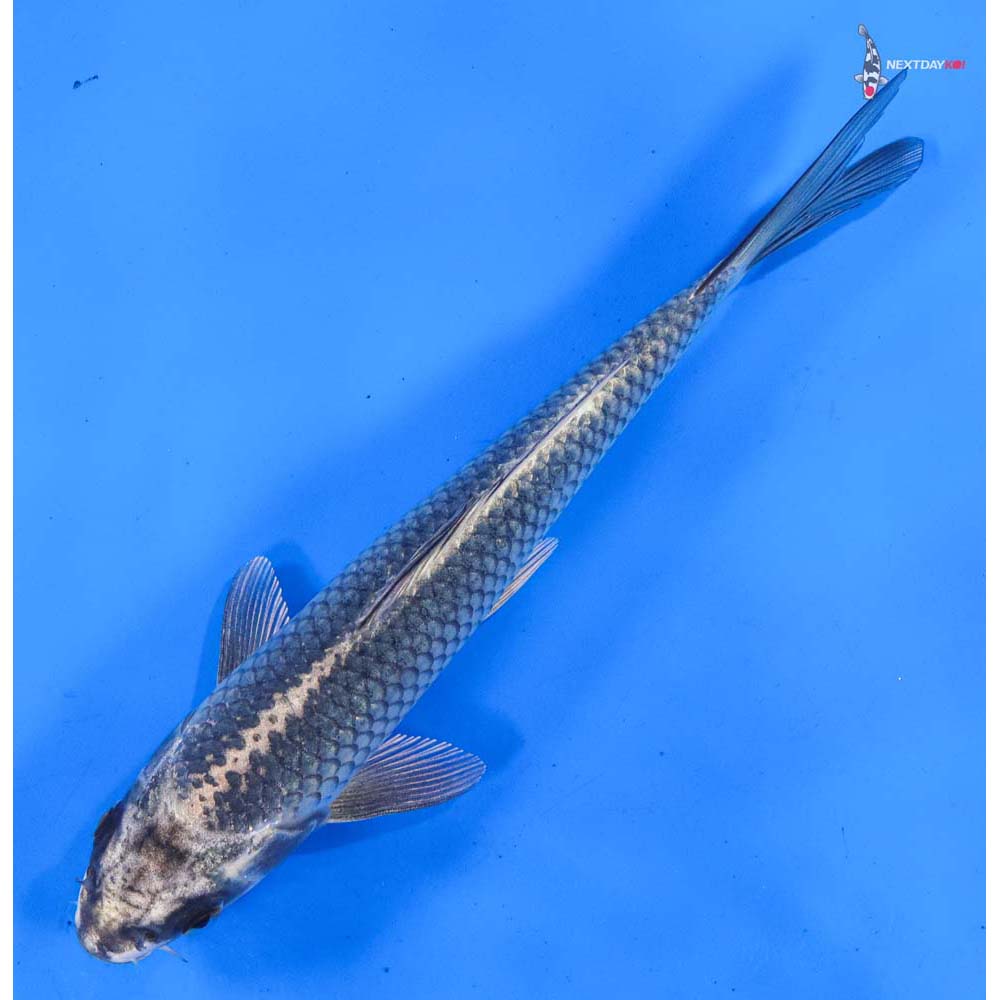 8” Imported Gin Matsuba