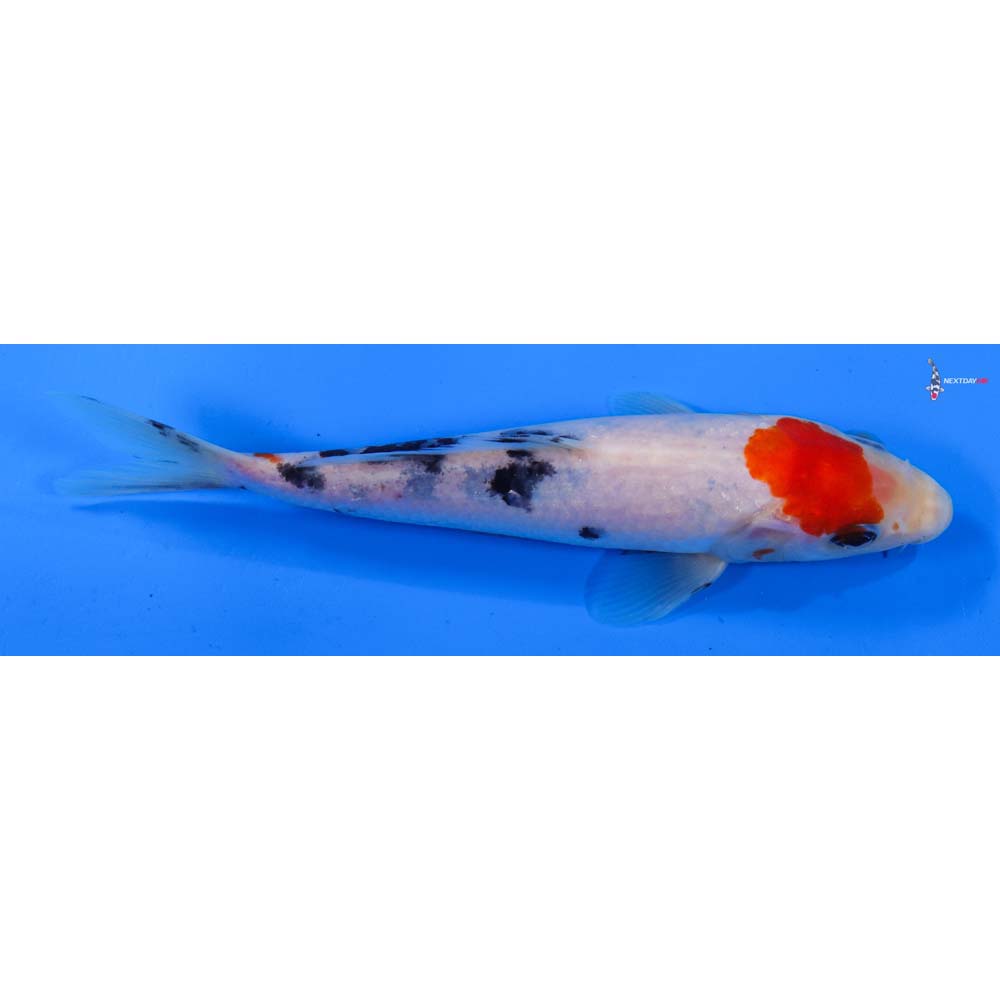 7” Imported Sanke