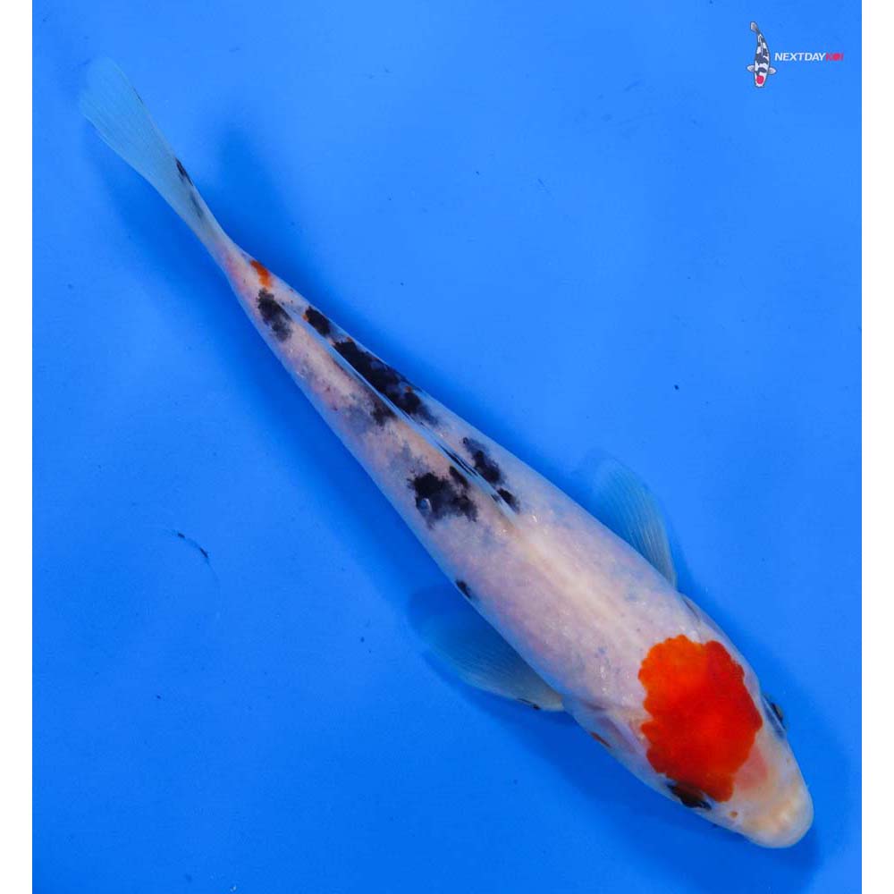 7” Imported Sanke