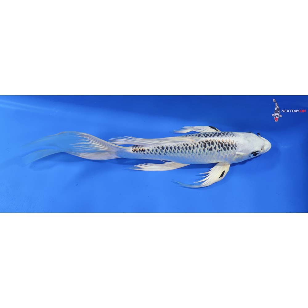 10” Imported Gin Matsuba Butterfly Koi