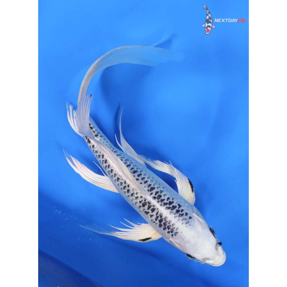 10” Imported Gin Matsuba Butterfly Koi