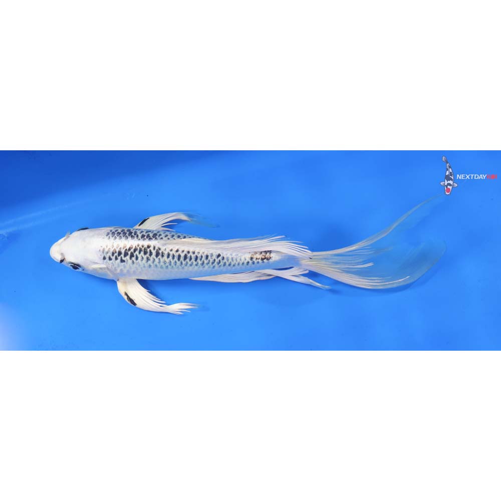 10” Imported Gin Matsuba Butterfly Koi