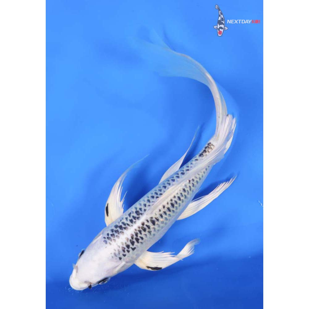 10” Imported Gin Matsuba Butterfly Koi