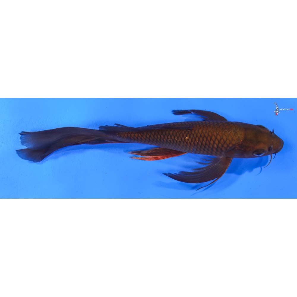 9” Imported Chagoi Butterfly Koi