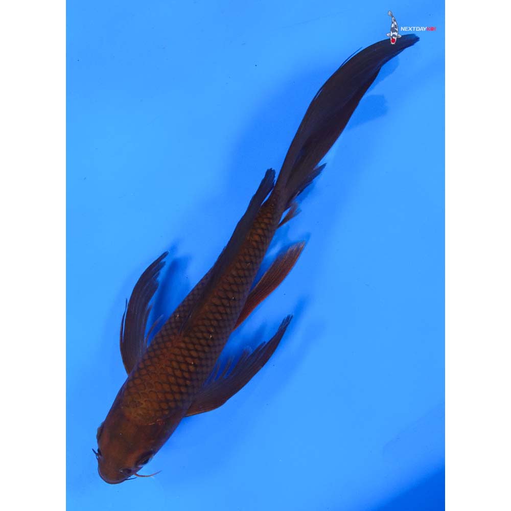 9” Imported Chagoi Butterfly Koi