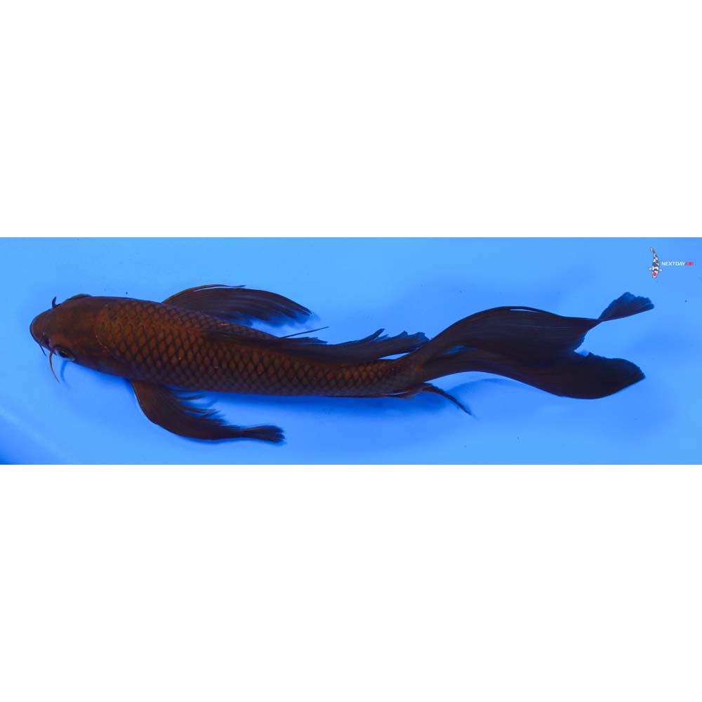 9” Imported Chagoi Butterfly Koi