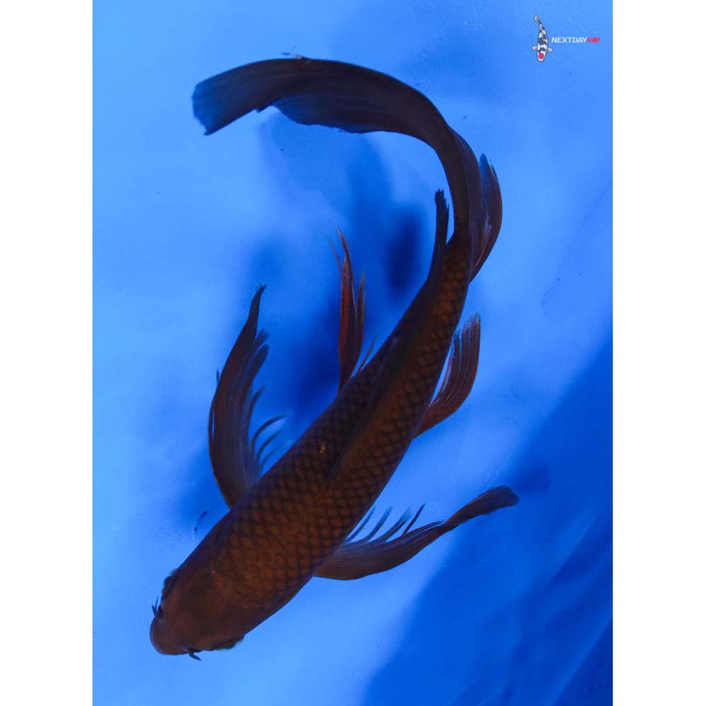 9” Imported Chagoi Butterfly Koi
